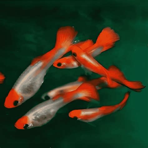 Guppy Koi – Vibrant Orange, White & Red Aquarium Fish – cloningaquapets