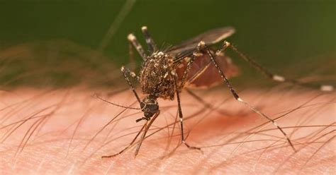 Gujarat: Suspected Chandipura virus deaths rise to 20