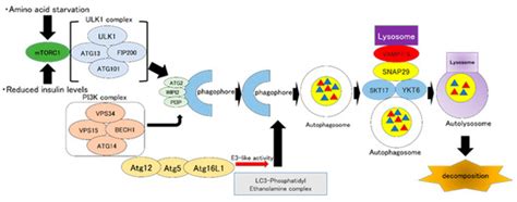 Autophagy and Autophagy-Related Diseases: A Review
