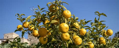 Complete Drip Irrigation Solutions in Nashik, Maharashtra, India