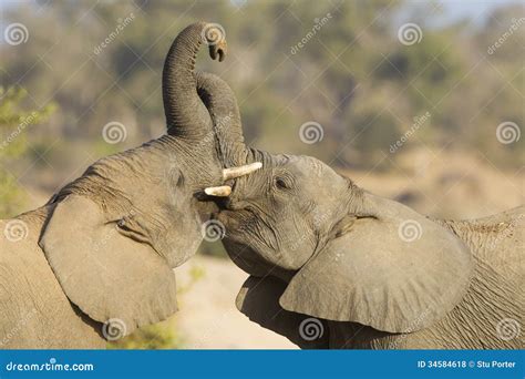 Two African Elephants Play Fighting in South Africa Stock Photo - Image ...