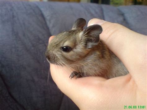 Nagetiere Allgemein Kleinanzeigen | Nagetiere Allgemein Annoncen ...