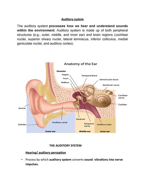 Auditory system - Auditory system is made up of both peripheral ...
