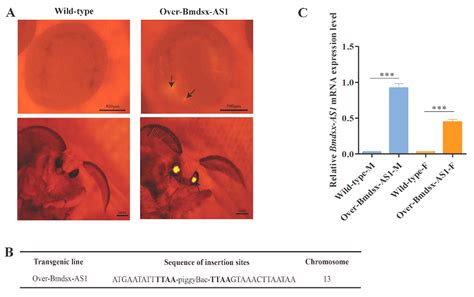 Long Non-Coding RNA Bmdsx-AS1 Effects on Male External Genital ...