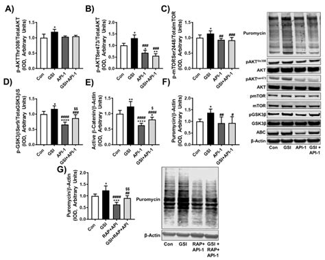 GSI Treatment Preserves Protein Synthesis in C2C12 Myotubes