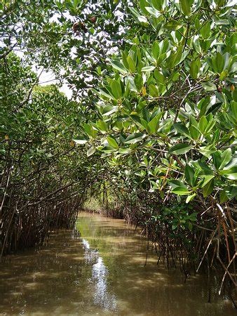 Pichavaram Mangrove Forest (Chidambaram) - 2019 What to Know BEFORE You ...