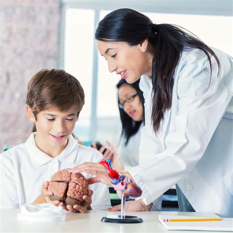 Buy RONTEN Human Brain Anatomical Model, Colored Brain,Anatomically ...