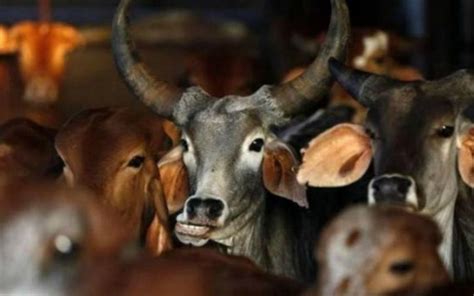 Meet Gau Rakshak Isaaq Who Save Stray Cows From Accident By Putting ...