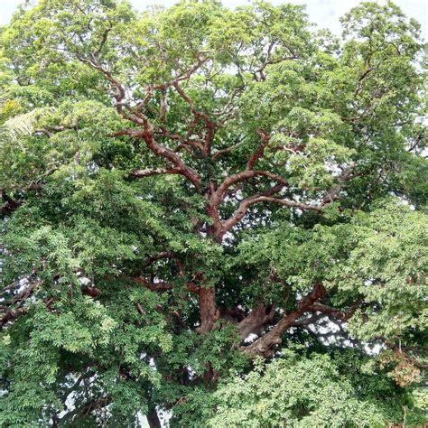 KUTTRALAM RESORTS (Courtallam) - Lodge Reviews, Photos, Rate Comparison ...