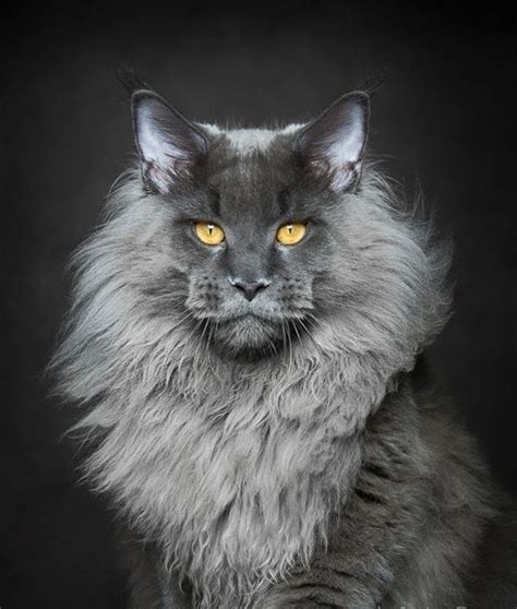 Le chat maine coon présenté en 69 photos amusantes - Archzine.fr