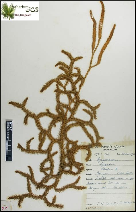 Herbarium JCB