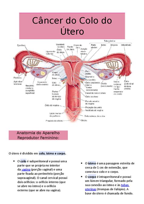 Câncer Colo do Útero - Câncer do Colo do Útero Anatomia do Aparelho ...