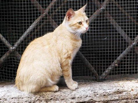 Image result for Rust Red Cat