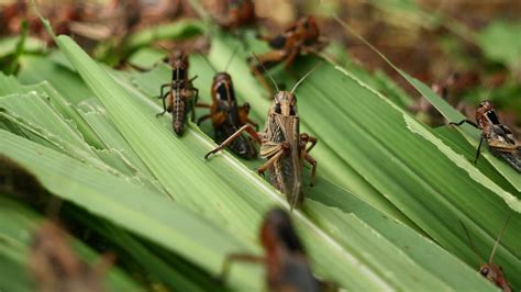 A swarm of locusts is eating the green grass. 33107200 Stock Video at Vecteezy