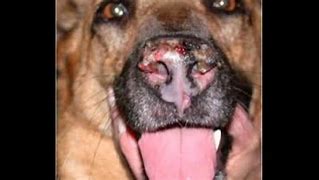 Image result for Dry Skin On Dogs Nose