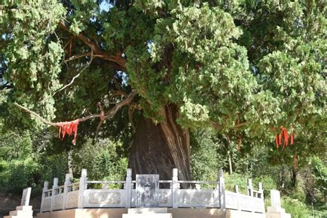 活文物！我国仅有的5株5000岁古树都在陕西-综合新闻_华商网新闻
