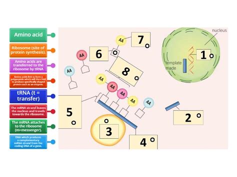 Image result for Protein Synthesis Overview Diagram