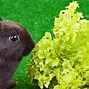 Image result for Cute Bunny Eating Lunch