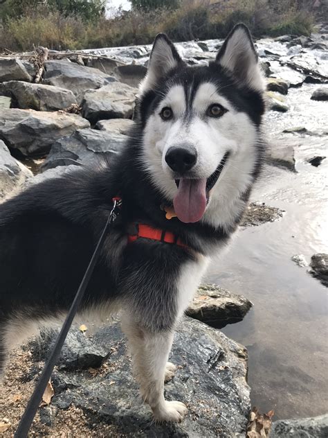 What Is A Husky Cross Malamute