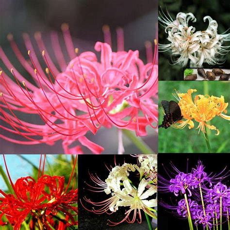 Lycoris Lily Mixed Color Summer Season Flower Bulbs Pack Of 5 : Amazon ...