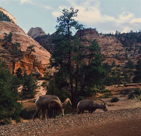 Wildlife - Zion National Park, UT | National parks, Zion national park, Travel photography