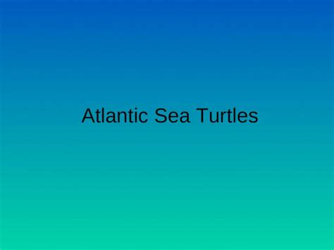 Loggerhead Turtle Migration Patterns 的图像结果