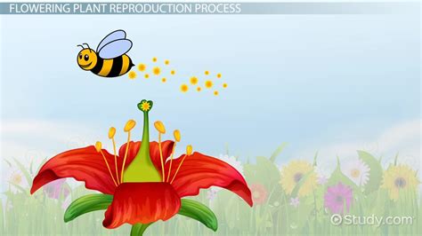 Image result for Plant Reproduction Simple