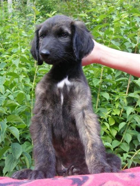 Rassehunde Windhund Kleinanzeigen | Rassehunde Windhund Annoncen ...