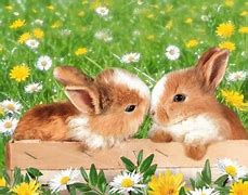 Image result for Bunny and Flower Wall Art