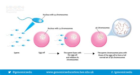 Image result for fertilisation