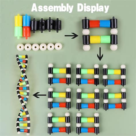 iplusmile DNA Double Helix Structure Models Kit for India | Ubuy