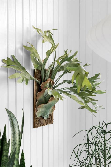 How to Take Care of a Fern Indoors | HGTV