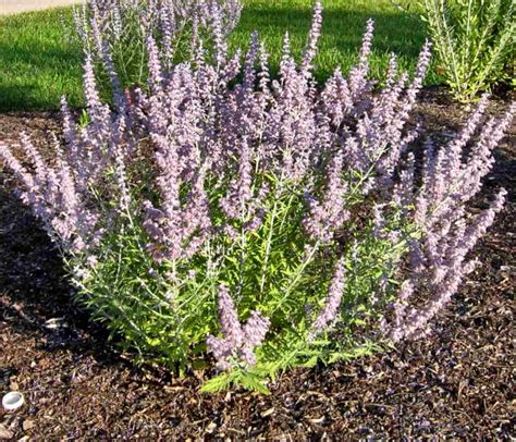Perovskia Russian Sage Plants For Sale Perovskia