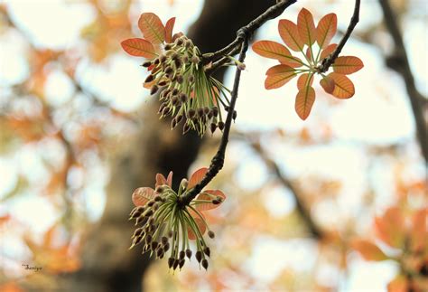 Moh / Mohati / मोह / मोहाटी / Mahua / Madhuca longifolia – OOO Farms