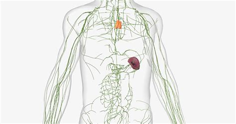 Image result for Lymphatic System Exercise