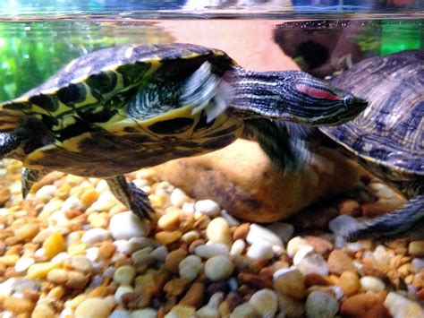 Free picture: two, red, eared, slider, turtles