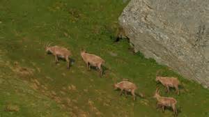 Wildlife in the Austrian Alps – Hohe Tauern