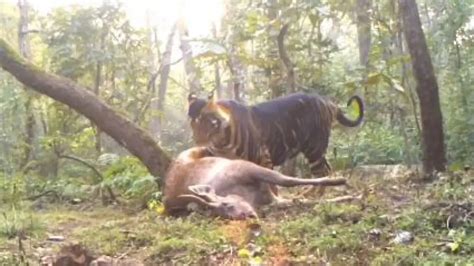 Caught on Cam: Rare melanistic tiger enjoying its kill in Odisha’s ...