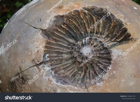 Mold And Cast Fossils ShowMe Mold And Cast