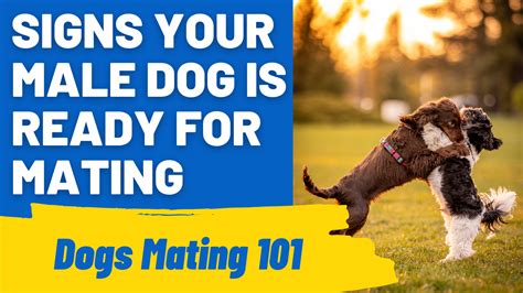 Dogs Mateing Com 的图像结果