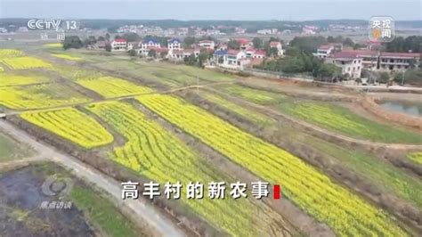 焦点访谈丨高丰村的新农事-千龙网·中国首都网