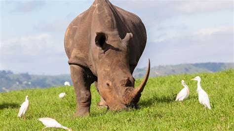 Rhinos Population: How Many Rhinos Are Left In The World? - SciQuest