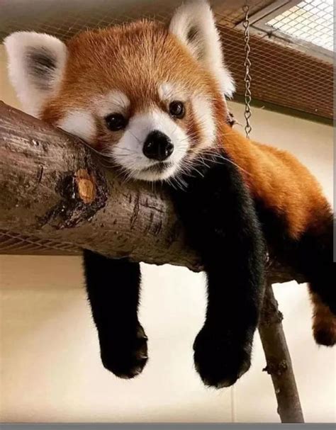 Red-Coloured Animals in the World