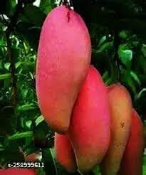 Maa tara green house delicious & testy hybrid red lovry mango tree ...