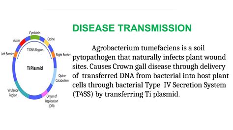Agrobacterium tumefaciens : Crown gall disease, Transmission ...