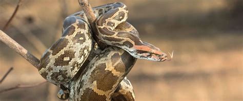 Padmaja Naidu Himalayan Zoological Park