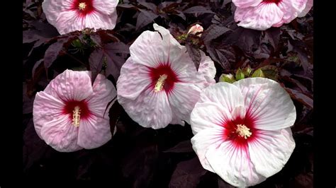 14 Different Types of Hibiscus (#2 Is My Favorite)