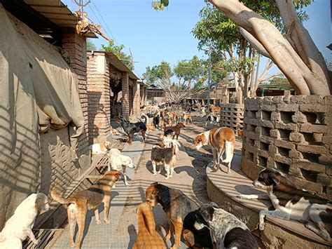 CSR | Veterinary Care by DLF Foundation