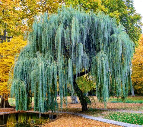 A colored weeping willow...how cool. | Tree people, Magnolia trees ...