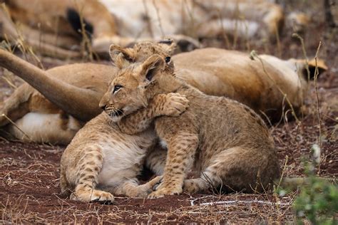 Image result for Terrifying Lion Encounters